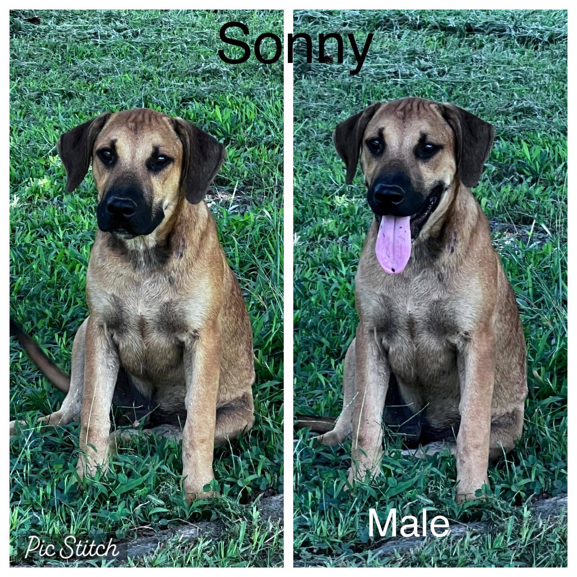 Sonny, an adoptable Black Mouth Cur, Mixed Breed in Tonawanda, NY, 14150 | Photo Image 1