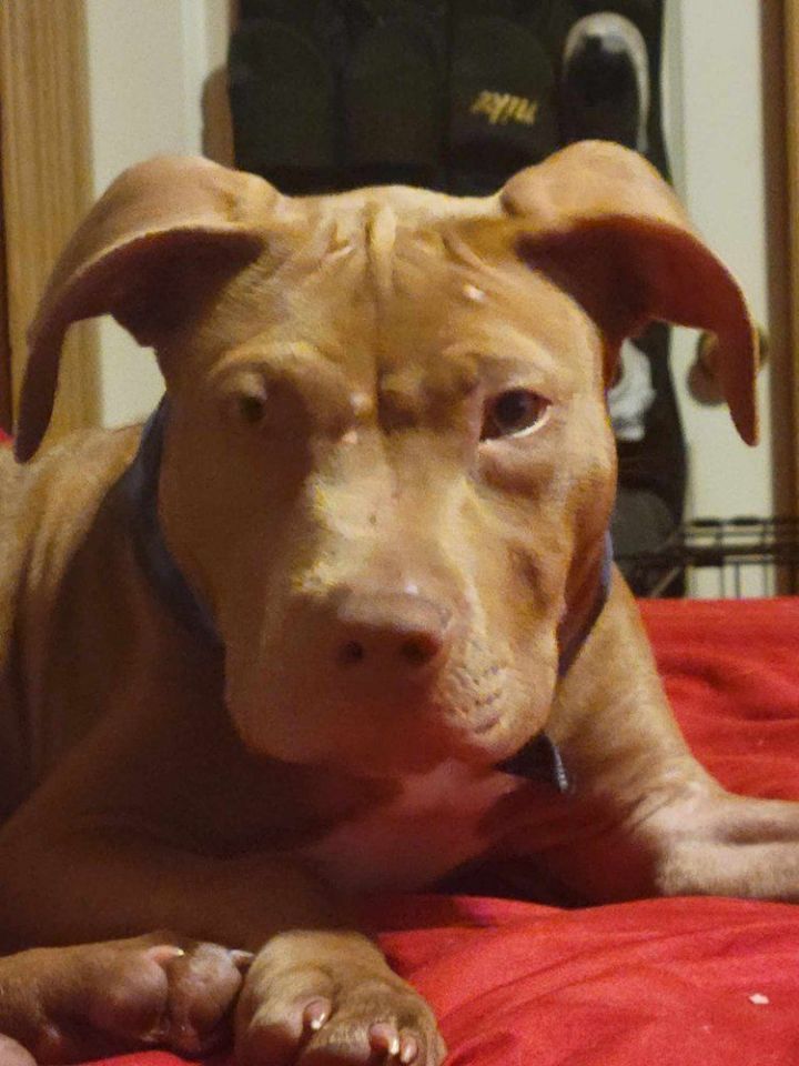 Dog for adoption - Jaxon, a Pit Bull Terrier Mix in Minneapolis, MN ...