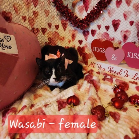 Wasabi, an adoptable Domestic Short Hair in Spring Hill, KS, 66083 | Photo Image 1