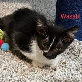 Wasabi, an adoptable Domestic Short Hair in Spring Hill, KS, 66083 | Photo Image 2