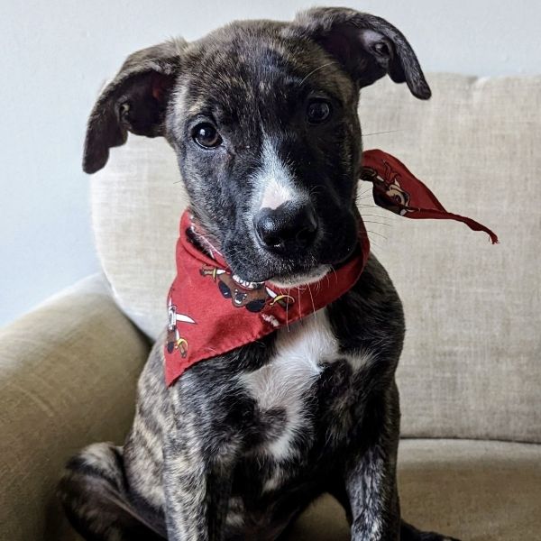 Houston ADOPTION PENDING