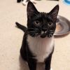 Dash aka Mr. Mustache 