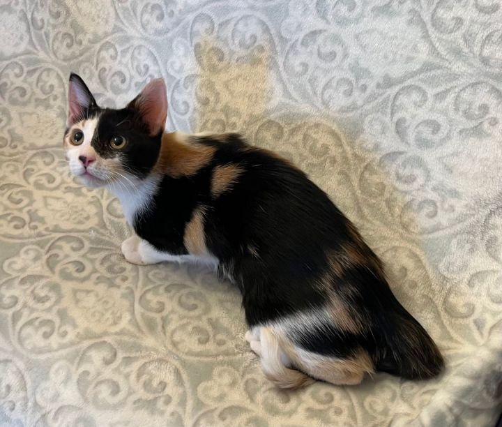 Domestic Shorthair Kittens for Sale 