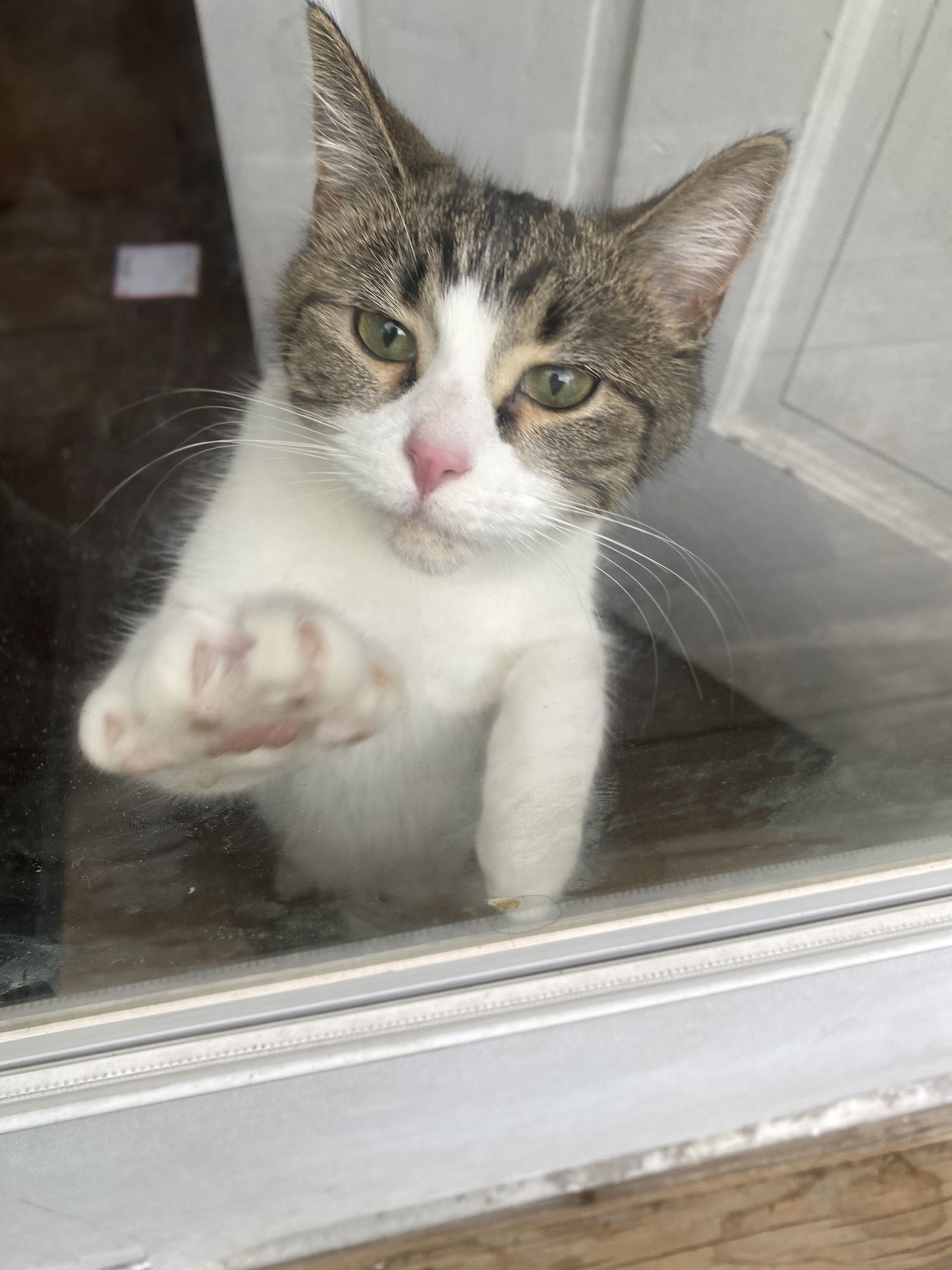 Luna Star, an adoptable Domestic Short Hair in Island Lake, IL, 60042 | Photo Image 1