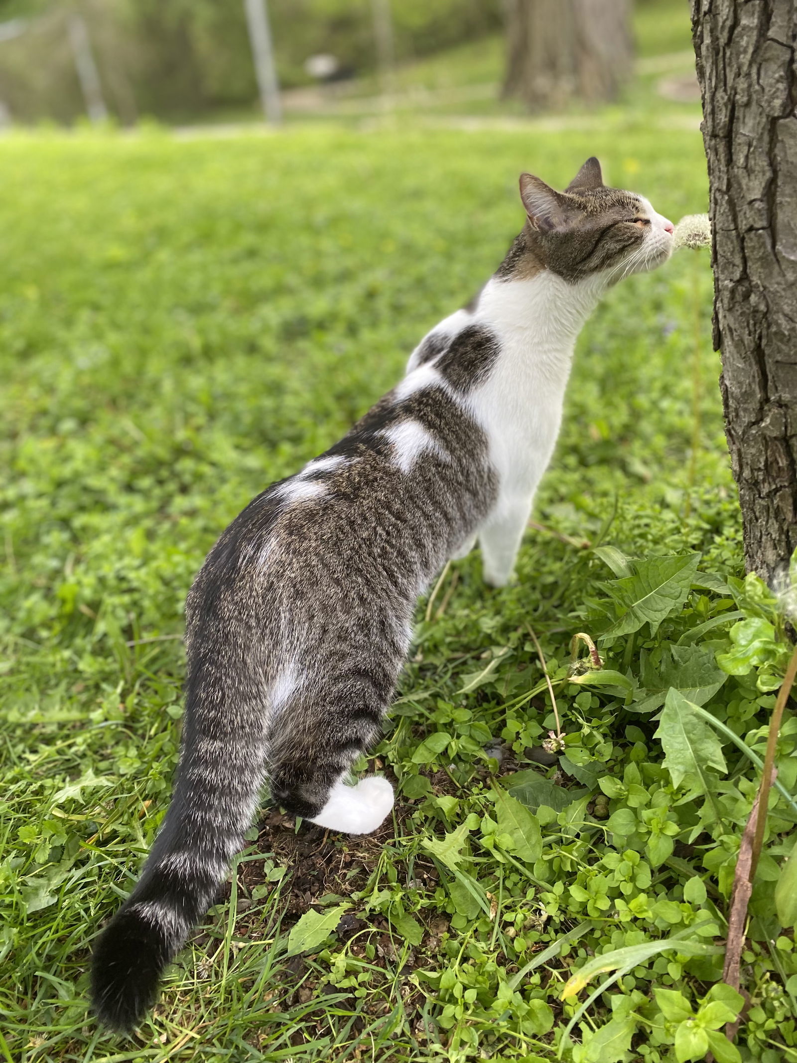 Luna Star, an adoptable Domestic Short Hair in Island Lake, IL, 60042 | Photo Image 2