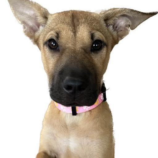 Carolina dog black store mouth cur mix