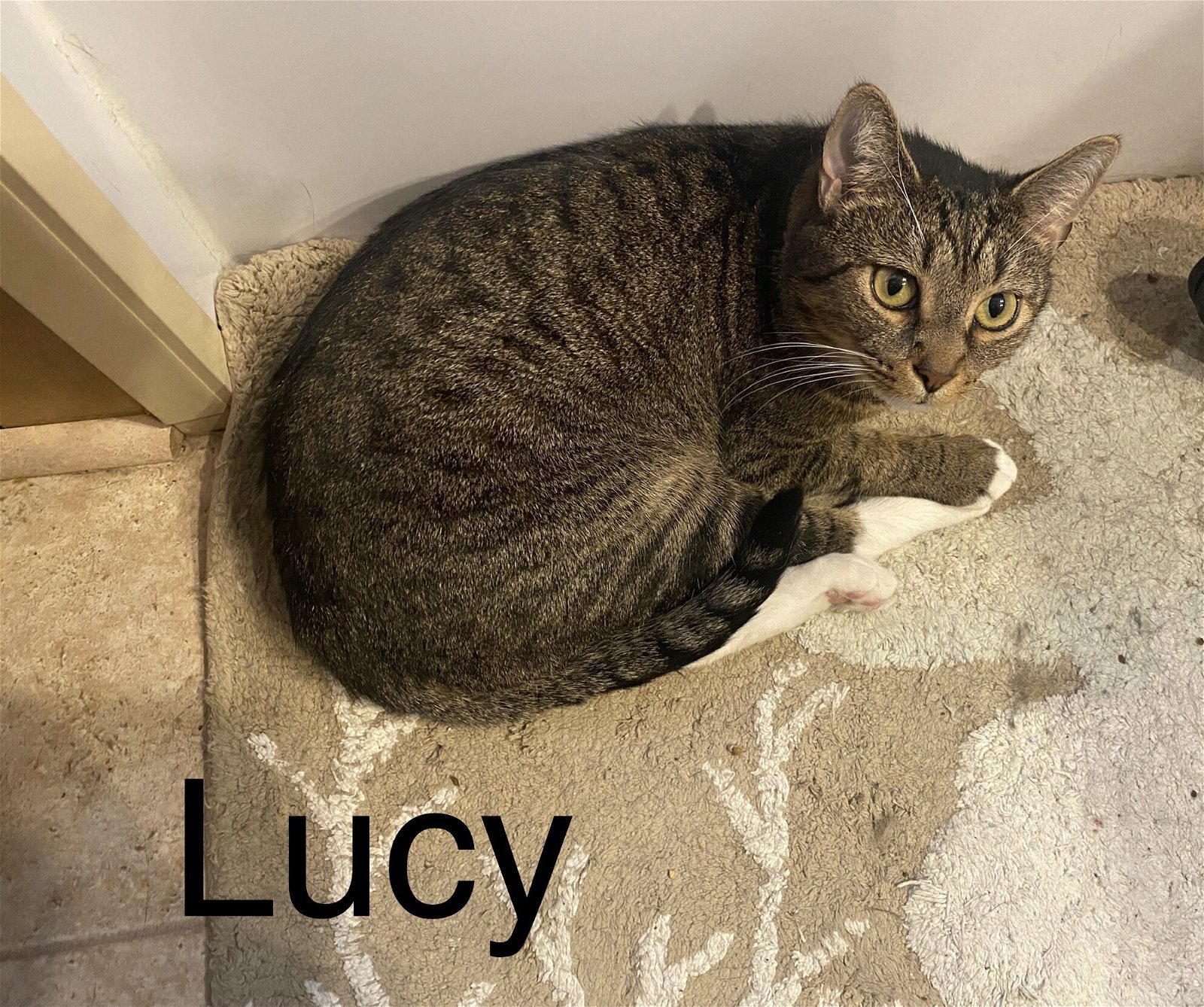 Lucy (23-112)