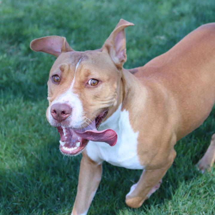Tally, an adoptable Pit Bull Terrier in Clovis, CA_image-2