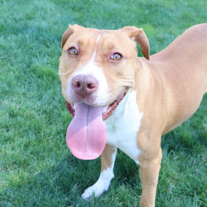 Tally, an adoptable Pit Bull Terrier in Clovis, CA_image-1