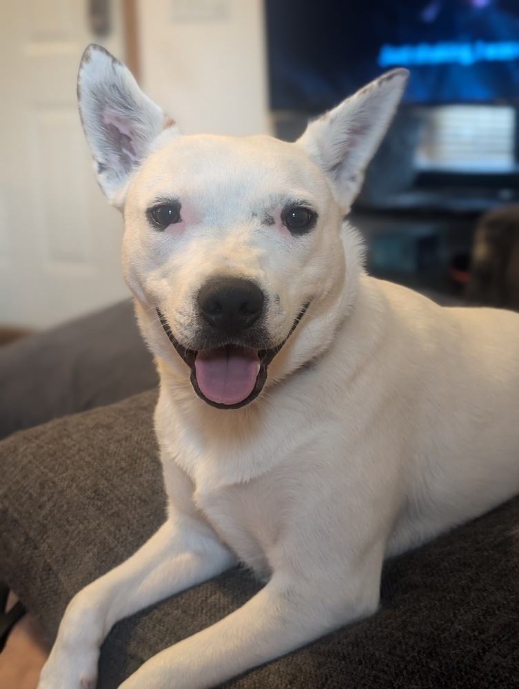 Little Rocky, an adoptable Labrador Retriever, Terrier in Waunakee, WI, 53597 | Photo Image 1