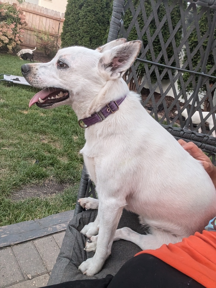 Little Rocky, an adoptable Labrador Retriever, Terrier in Waunakee, WI, 53597 | Photo Image 2