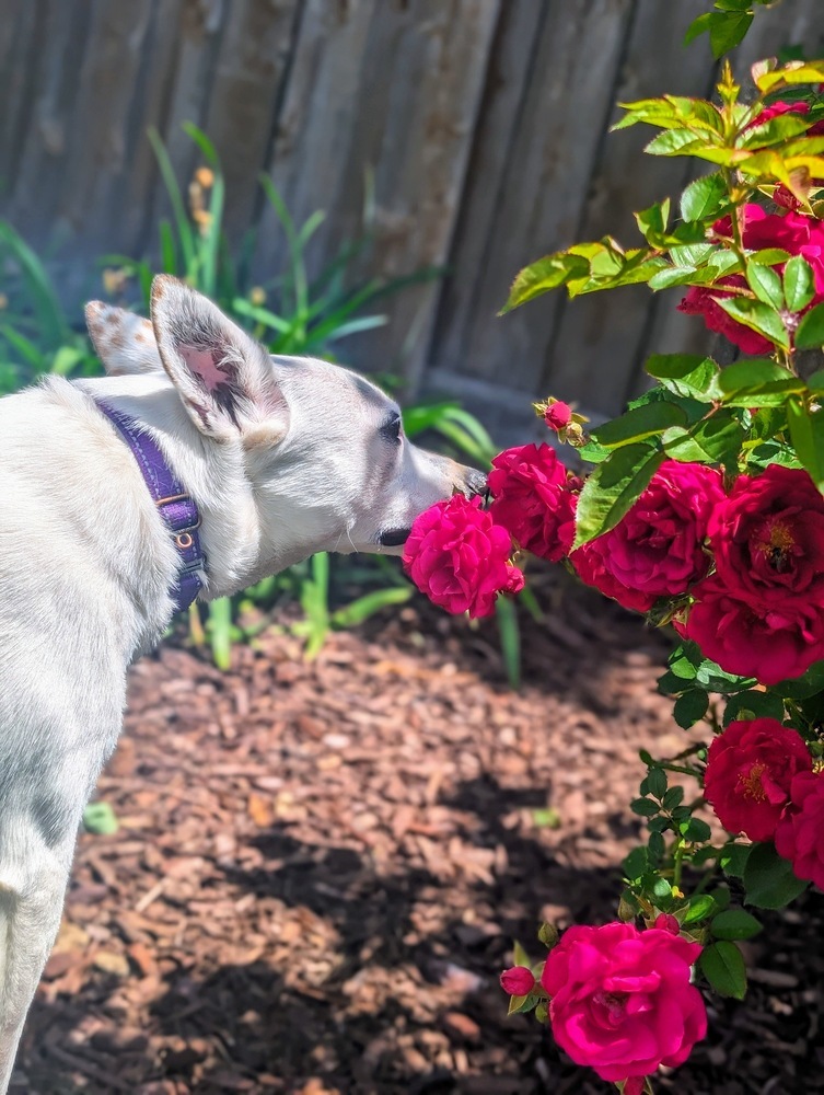 Little Rocky, an adoptable Labrador Retriever, Terrier in Waunakee, WI, 53597 | Photo Image 3