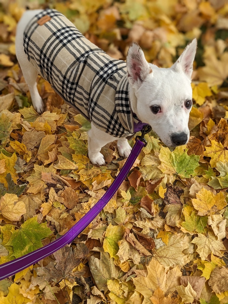 Little Rocky, an adoptable Labrador Retriever, Terrier in Waunakee, WI, 53597 | Photo Image 6