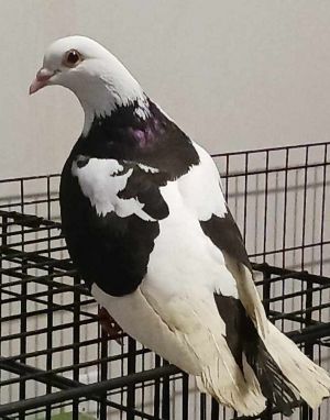 Mopsy was rescued by Palomacy volunteers when she and 9 of her friends were foun