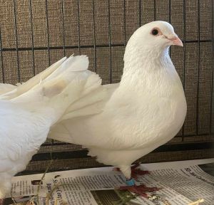 Bryn was rescued by Palomacy volunteers when he and 9 of his friends were found dumped at a trail he