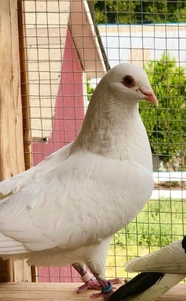 Vornado was rescued by Palomacy volunteers when she and 9 of her friends were fo