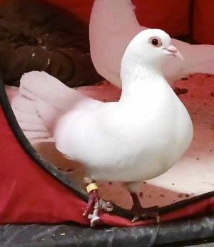 Lotus was rescued by Palomacy volunteers when she and 9 of her friends were found dumped at a trail 