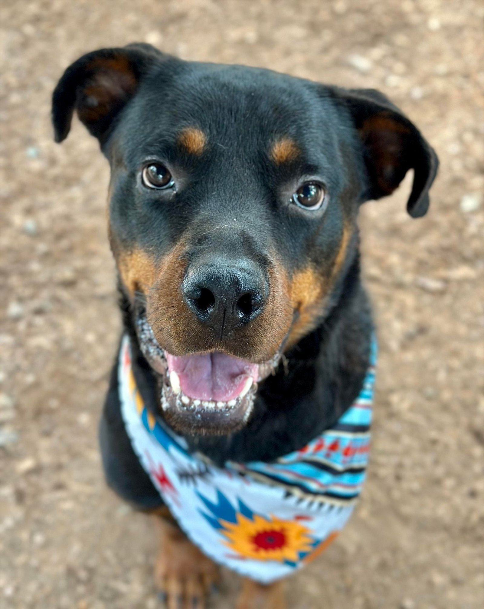 Atlanta Falcons Bandana Dog Bandana Cat Bandana 