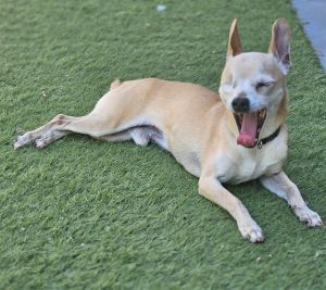 Whats up I am Tribal Bones an energetic 11 year old 8 pound chihuahua boy I completed heartwo
