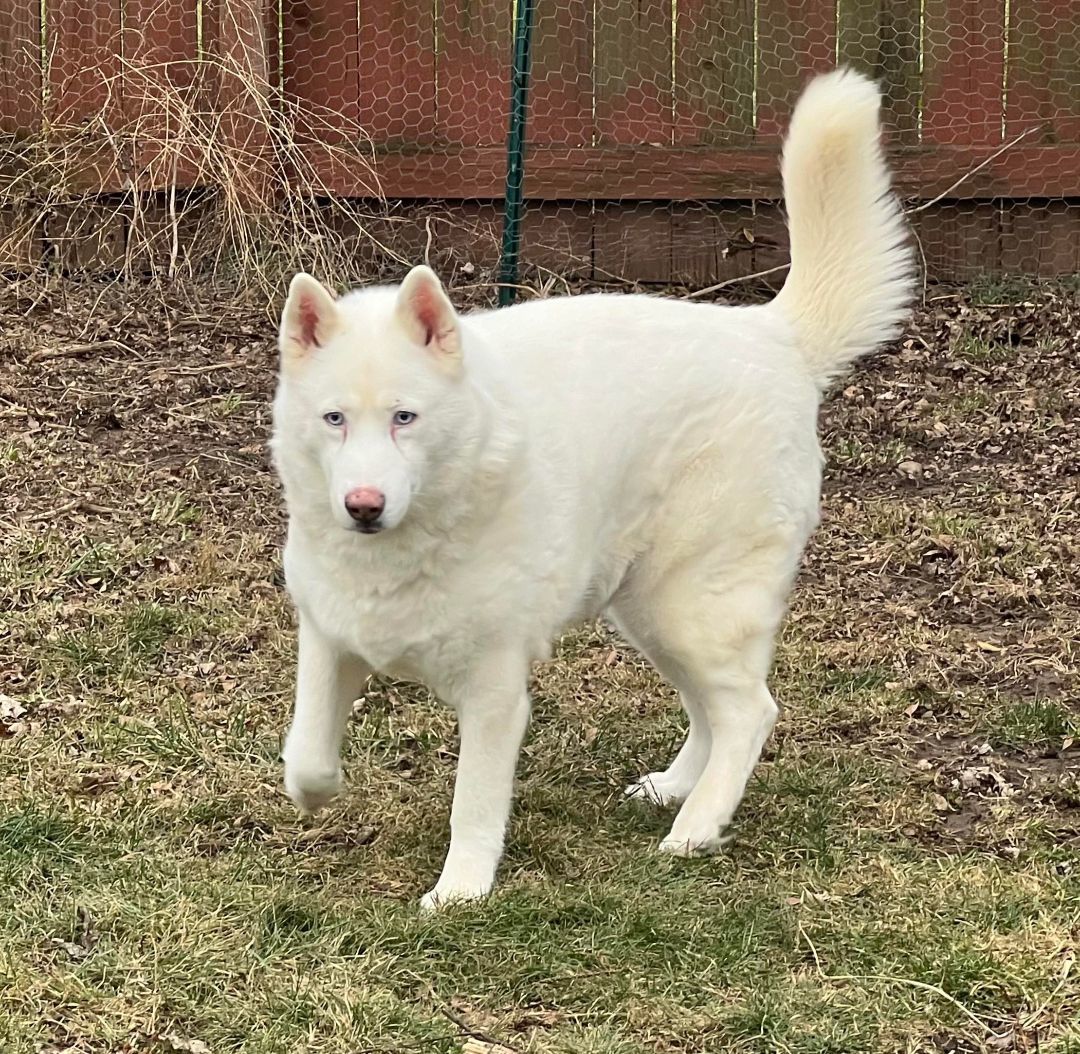 All white clearance female husky