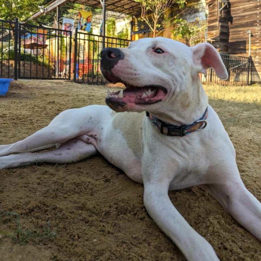 Will (Jessie), an adoptable Mixed Breed in Starkville, MS, 39760 | Photo Image 1