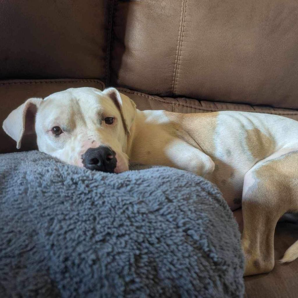 Will (Jessie), an adoptable Mixed Breed in Starkville, MS, 39760 | Photo Image 3