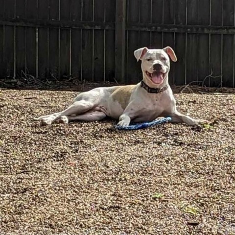 Will (Jessie), an adoptable Mixed Breed in Starkville, MS, 39760 | Photo Image 4