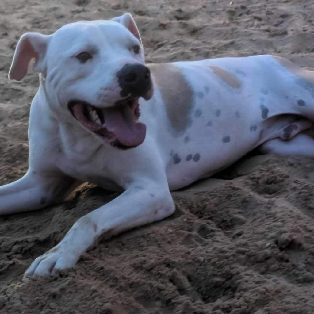 Will (Jessie), an adoptable Mixed Breed in Starkville, MS, 39760 | Photo Image 4