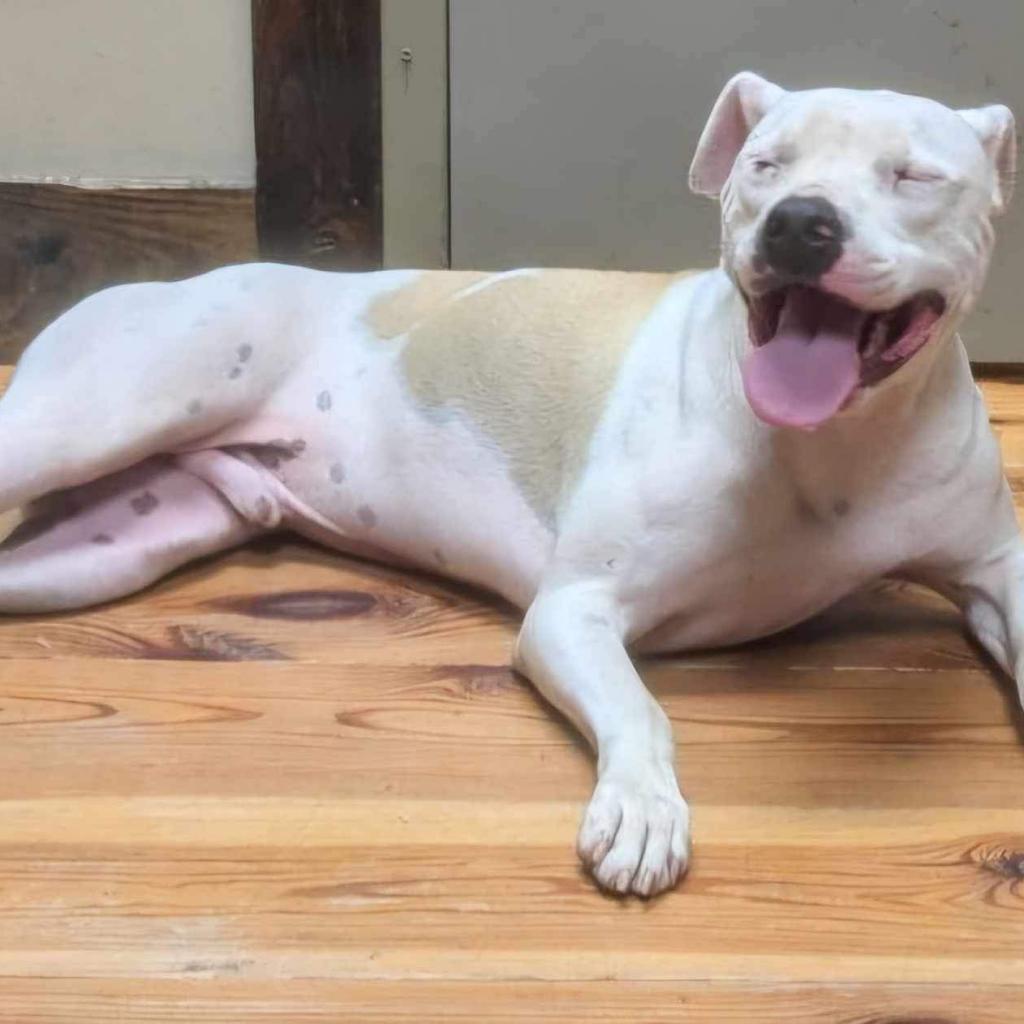 Will (Jessie), an adoptable Mixed Breed in Starkville, MS, 39760 | Photo Image 4