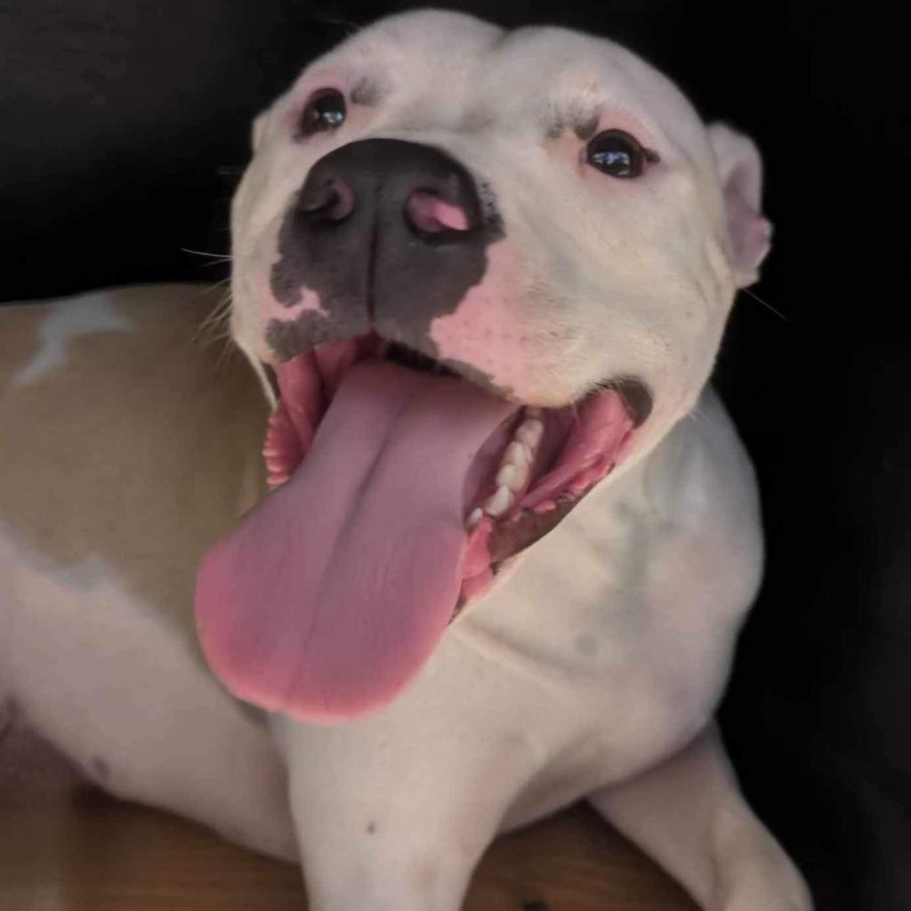 Will (Jessie), an adoptable Mixed Breed in Starkville, MS, 39760 | Photo Image 6