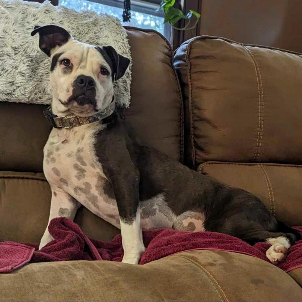 Grace (Stacey), an adoptable Mixed Breed in Starkville, MS, 39760 | Photo Image 1