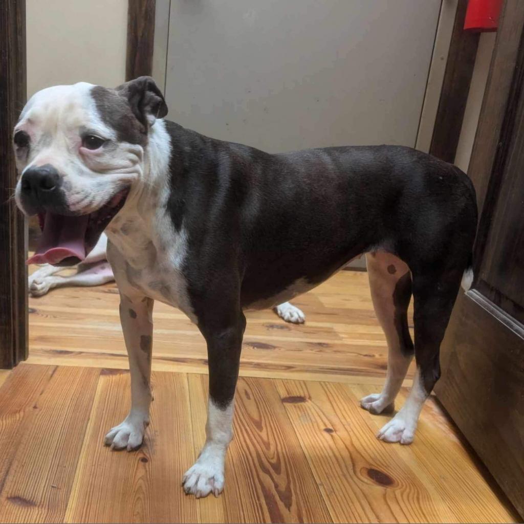 Grace (Stacey), an adoptable Mixed Breed in Starkville, MS, 39760 | Photo Image 4