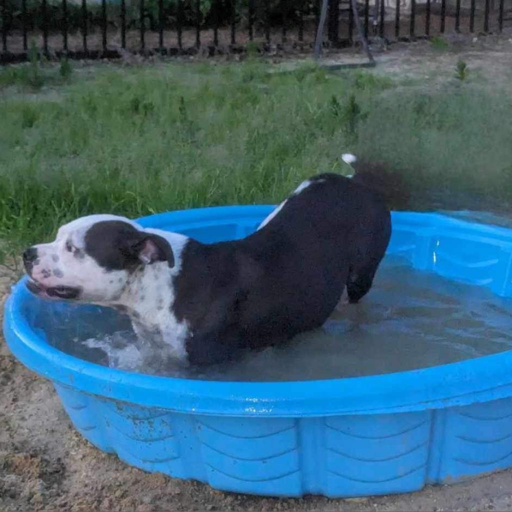 Grace (Stacey), an adoptable Mixed Breed in Starkville, MS, 39760 | Photo Image 5