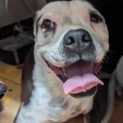 Grace (Stacey), an adoptable Mixed Breed in Starkville, MS, 39760 | Photo Image 6