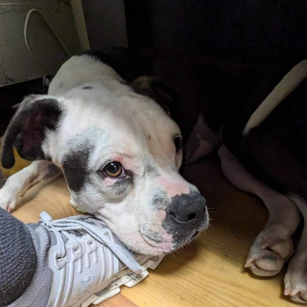 Grace (Stacey), an adoptable Mixed Breed in Starkville, MS, 39760 | Photo Image 6