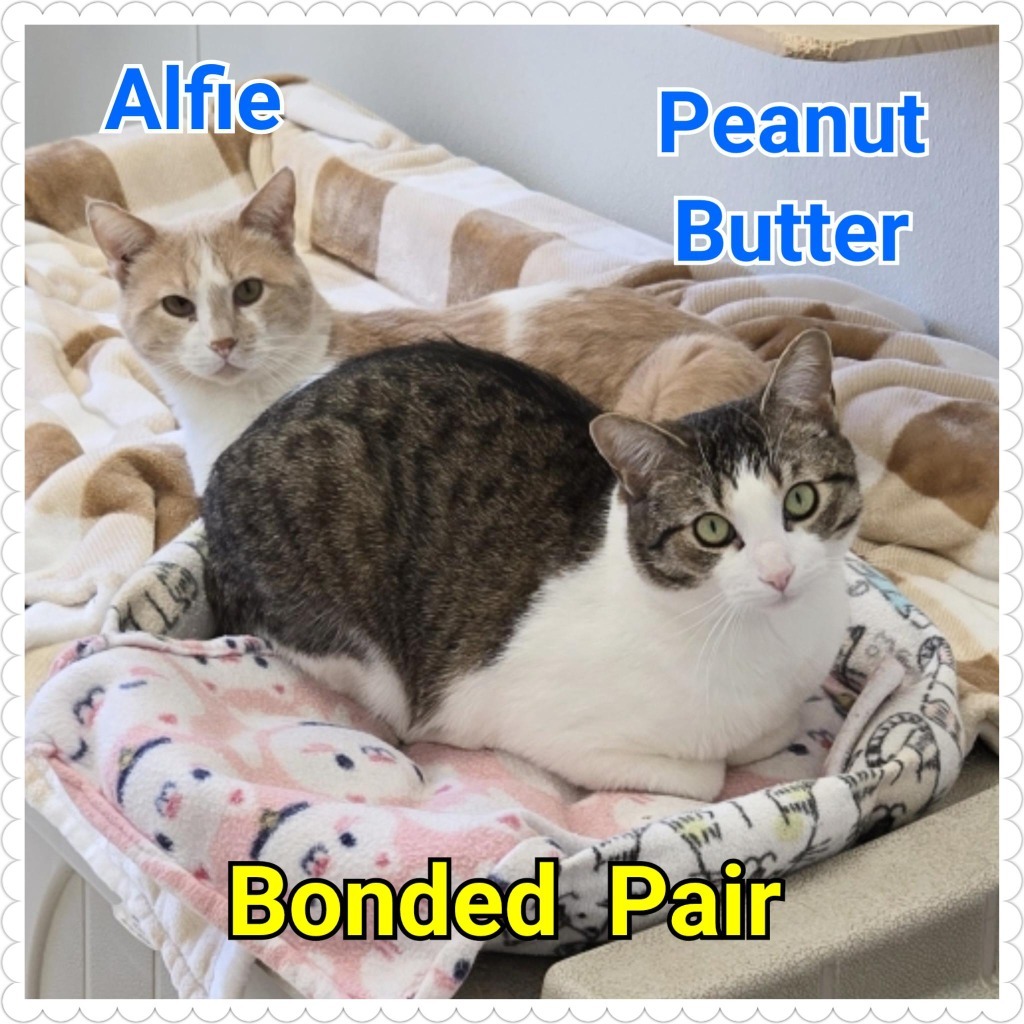 Peanut Butter, an adoptable Domestic Short Hair in North Saint Paul, MN, 55109 | Photo Image 2