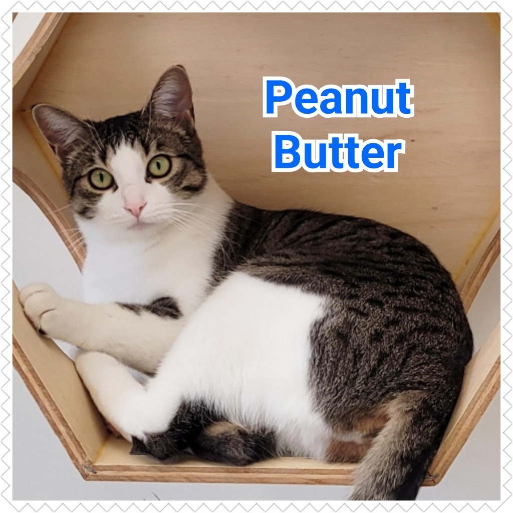 Peanut Butter, an adoptable Domestic Short Hair in North Saint Paul, MN, 55109 | Photo Image 3