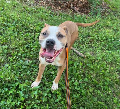 Roux, an adoptable Pit Bull Terrier, Mixed Breed in Kansas City, MO, 64129 | Photo Image 1