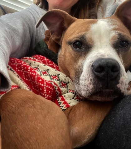 Roux, an adoptable Pit Bull Terrier, Mixed Breed in Kansas City, MO, 64129 | Photo Image 3