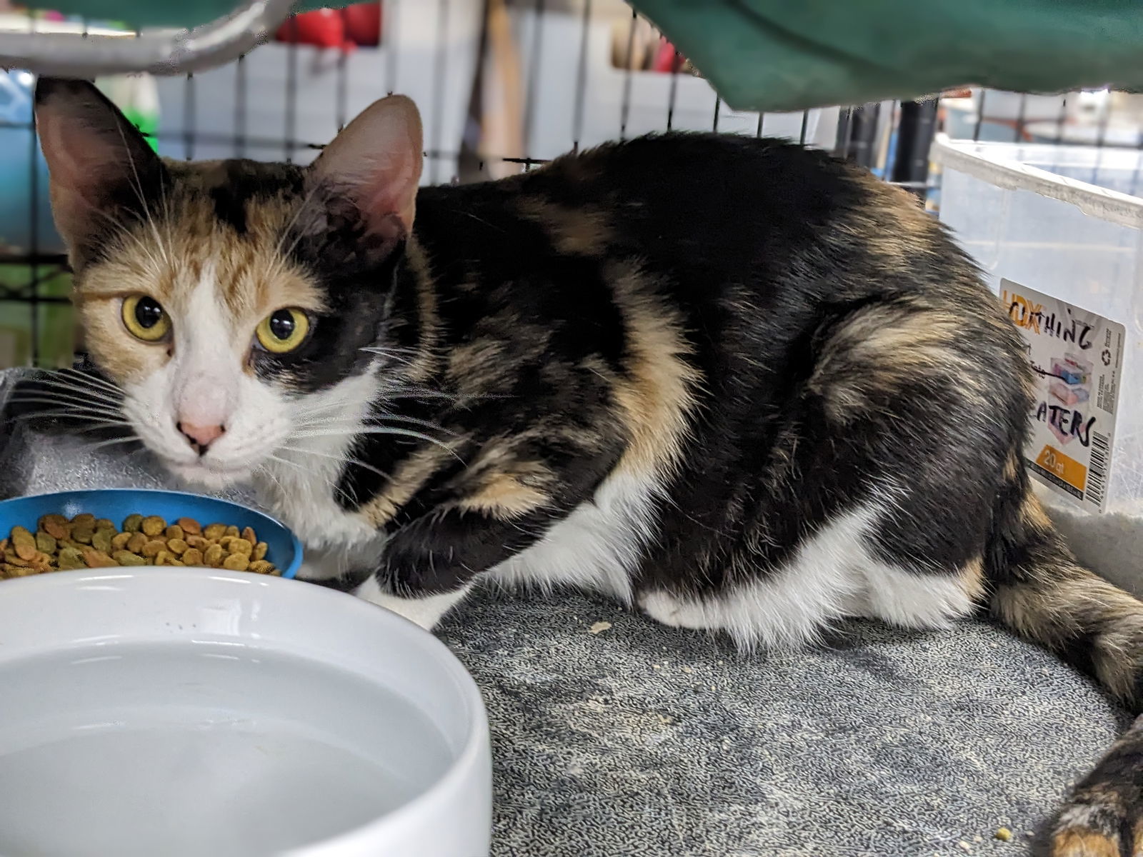 Roseanne, an adoptable Calico in St. Ann, MO, 63074 | Photo Image 1