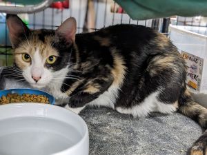 Roseanne, Adult Female Calico