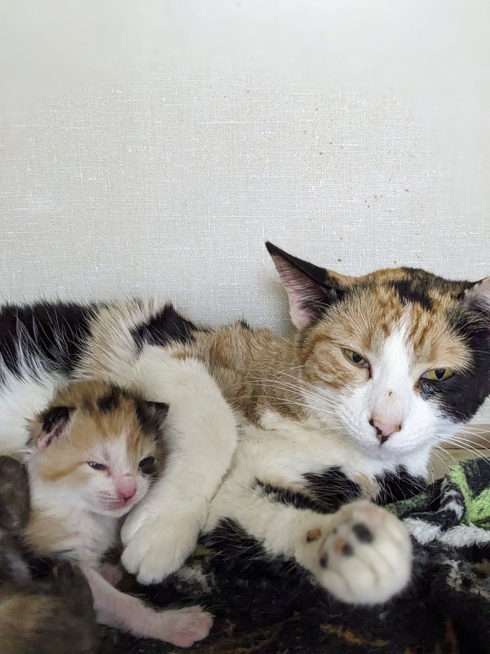 Roseanne, an adoptable Calico in St. Ann, MO, 63074 | Photo Image 2