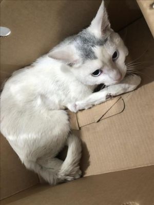 MELO Domestic Short Hair Cat