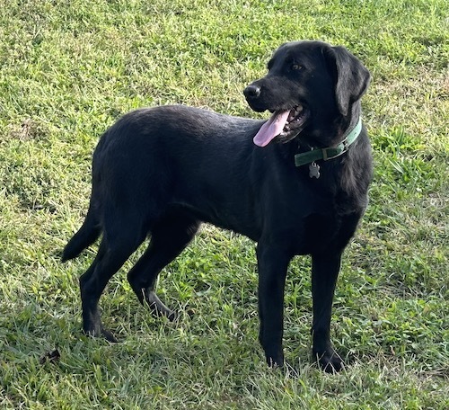 Black lab for hot sale adoption near me