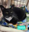 Dalilah photo 1