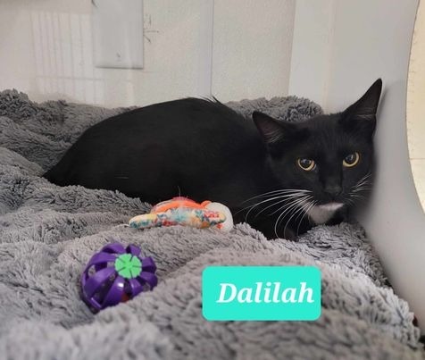 Dalilah