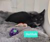 Dalilah photo 2