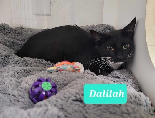 Dalilah