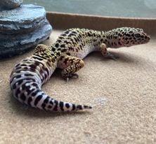 Reptile for adoption - Stella, a Gecko in Brunswick, ME | Petfinder