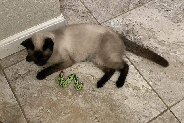 Mattie, an adoptable Siamese in Parlier, CA, 93648 | Photo Image 4